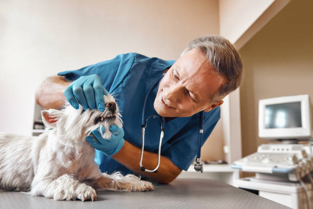 Best Emergency Treatment for Dental Infections or Abscesses in Mobile, AL